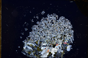 Cross Polarized, E12466