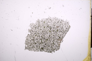 Plane Polarized, E12470