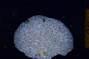 Cross Polarized, E12484