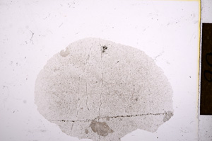 Plane Polarized, E12484