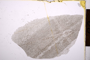 Plane Polarized, E12487