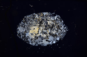 Cross Polarized, E12494