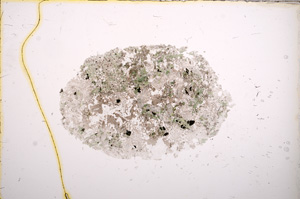 Plane Polarized, E12494