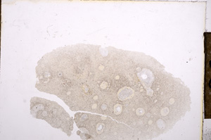 Plane Polarized, E12558