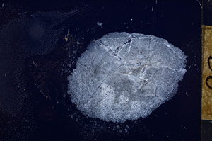 Cross Polarized, E12561