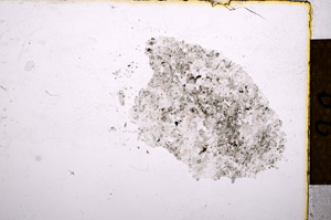 Plane Polarized, E12572