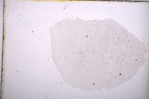 Plane Polarized, E12580