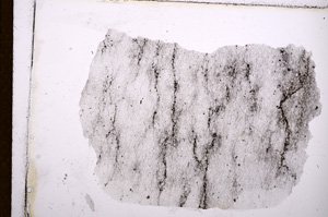 Plane Polarized, E12581