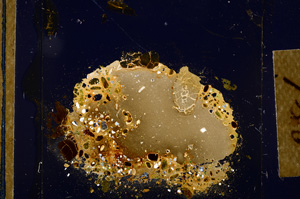 Cross Polarized, E12658