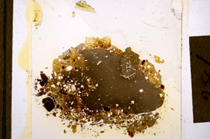 Plane Polarized, E12658