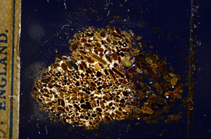 Cross Polarized, E12660