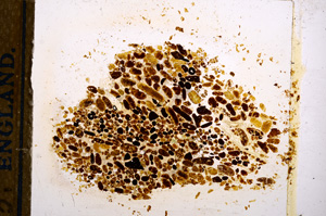 Plane Polarized, E12660