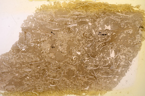 Plane Polarized, E12673