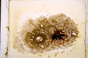 Plane Polarized, E12679