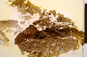 Plane Polarized, E12682