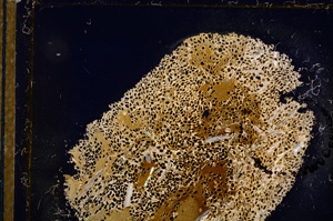 Cross Polarized, E12683