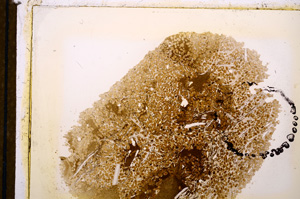 Plane Polarized, E12683