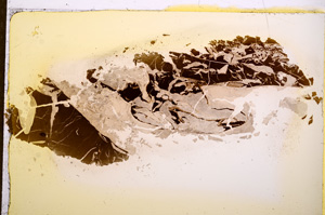 Plane Polarized, E12700