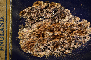 Cross Polarized, E12701