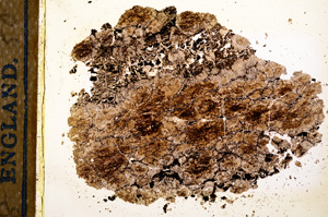 Plane Polarized, E12701