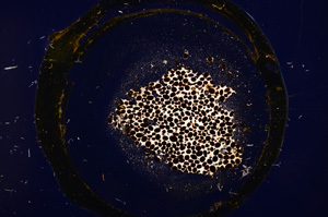 Cross Polarized, E12713