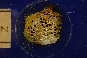 Cross Polarized, E12719