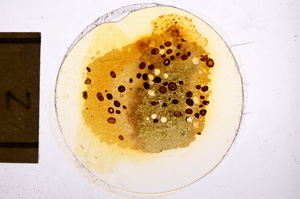 Plane Polarized, E12719