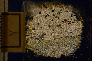 Cross Polarized, E12720