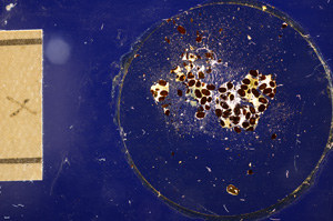 Cross Polarized, E12721