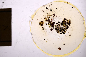 Plane Polarized, E12721