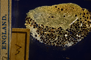 Cross Polarized, E12722