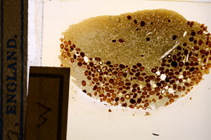 Plane Polarized, E12722