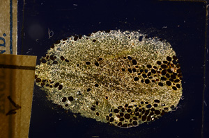 Cross Polarized, E12723