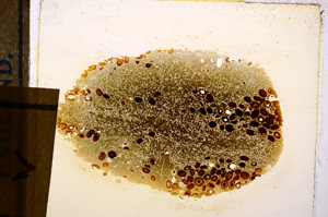 Plane Polarized, E12723