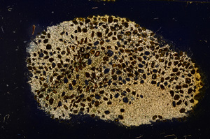 Cross Polarized, E12724