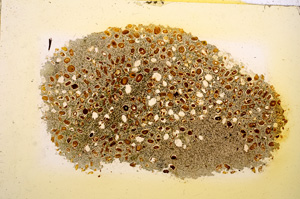 Plane Polarized, E12724