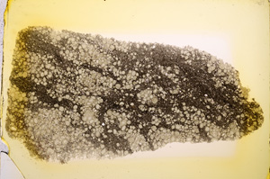 Plane Polarized, E12729