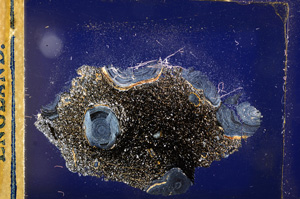 Cross Polarized, E12730