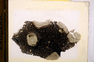 Plane Polarized, E12730