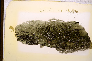 Plane Polarized, E12731