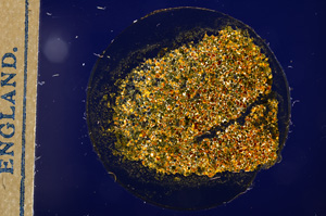 Cross Polarized, E12748