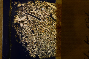 Cross Polarized, E12754