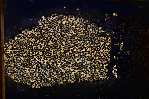 Cross Polarized, E12861