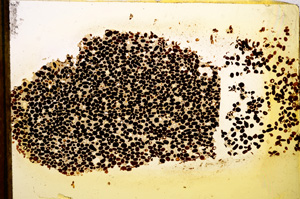 Plane Polarized, E12861