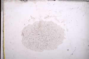 Plane Polarized, E12877