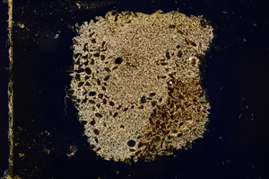 Cross Polarized, E12903