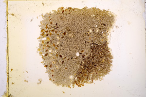 Plane Polarized, E12903