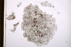 Plane Polarized, E12948