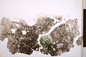 Plane Polarized, E12953