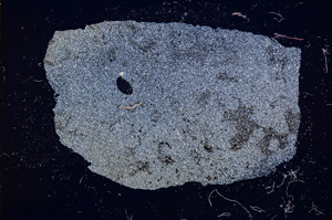 Cross Polarized, E12957